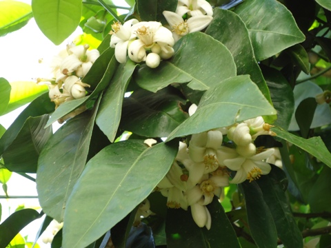 פרחי אשכולית1