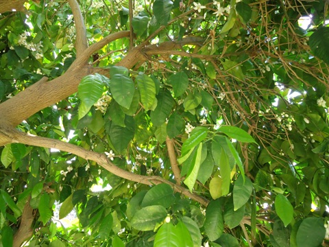 פרחי אשכולית2