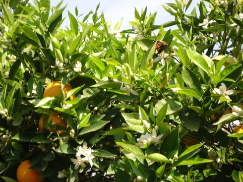 oranges butterfly