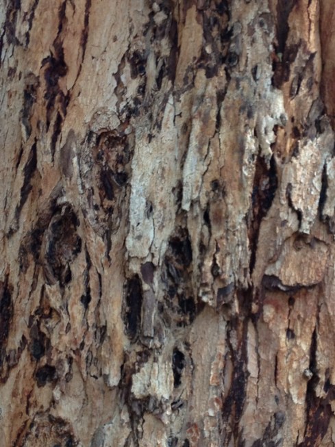 קליפת האקליפטוס