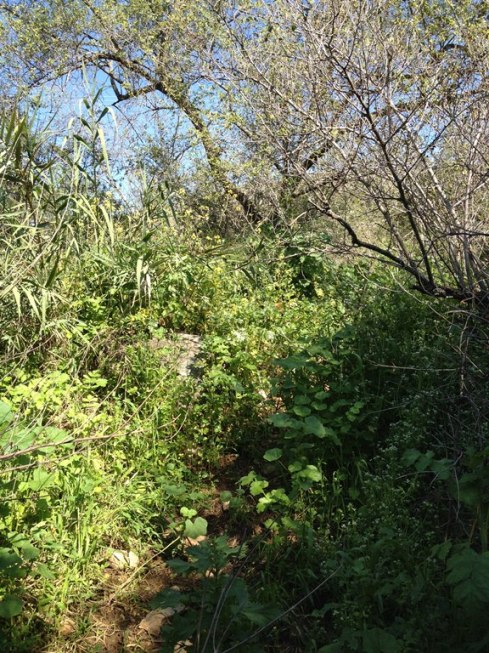 טיול בסבך לכוון נחל עמוד