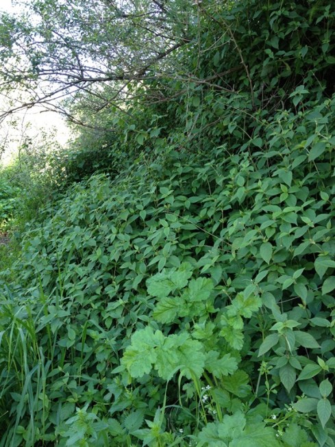 הכי ירוק שיש