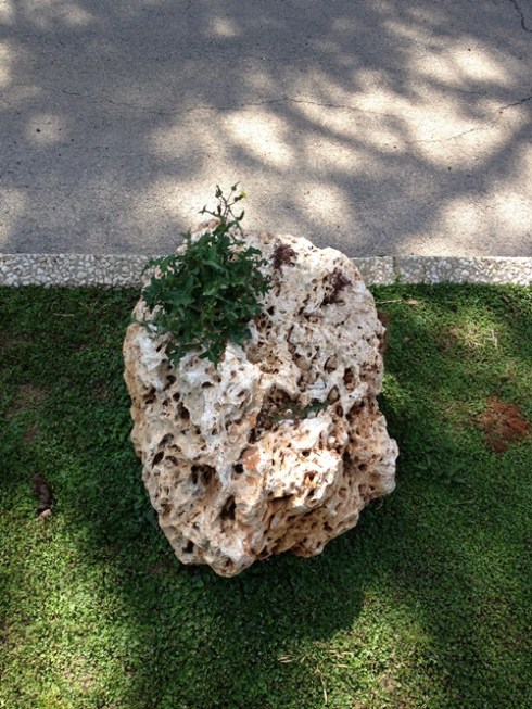 צילום של סלע שממנו צומח פרח וברקע רואים את הצל שהעץ ממול מטיל על המדרכה