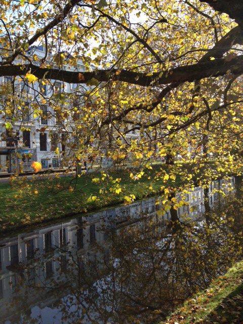 עץ נטוי על המים