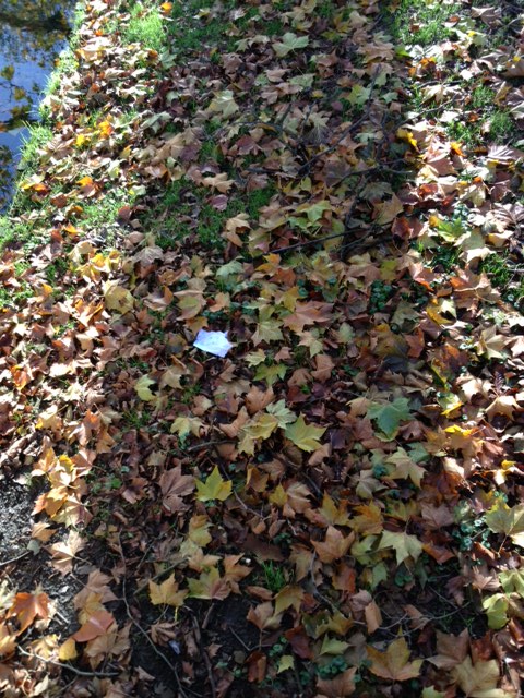 טקסטורה של עלי שלכת