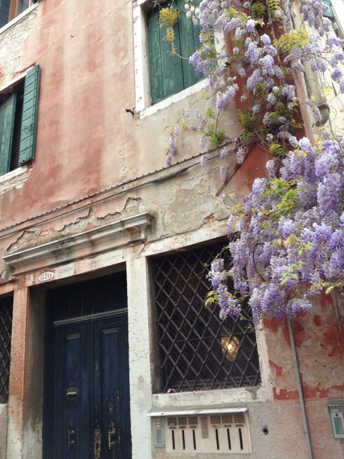 הויסטריה על קיר של בית בונציה