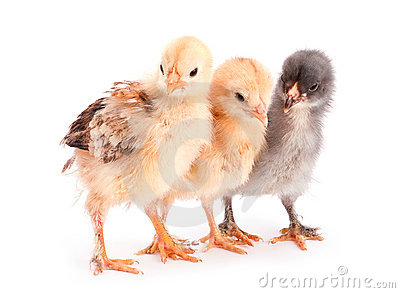 group-young-chicken-20635463
